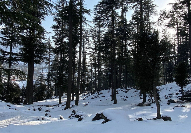 kalam forest