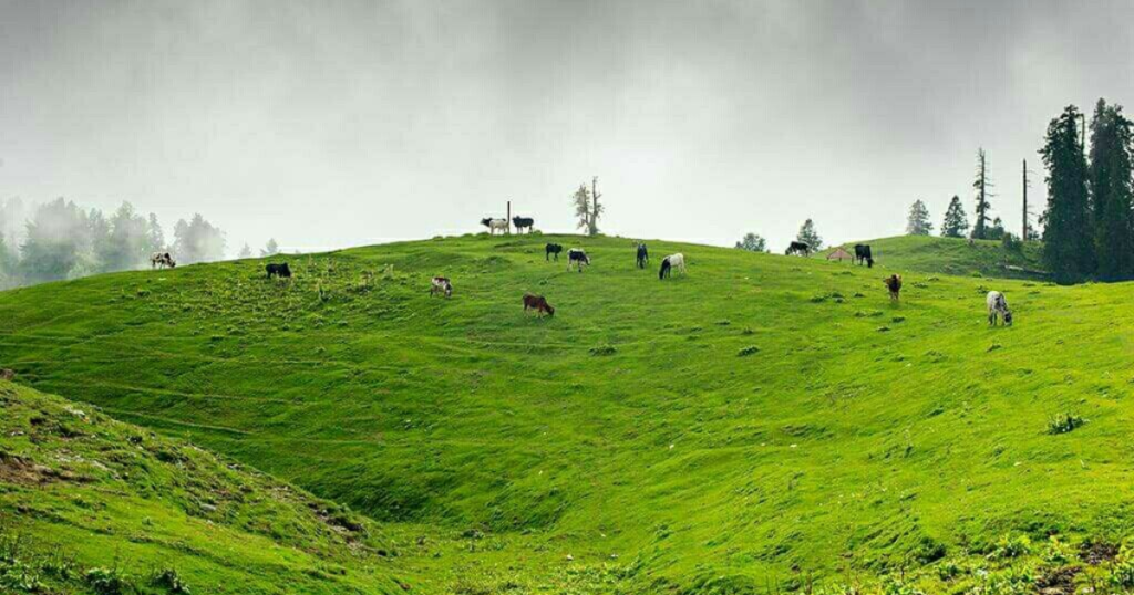 Mushkpuri Meadows