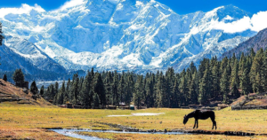 fairy meadows