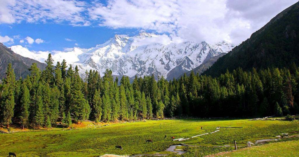 fairy meadows